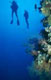 Grand Cayman wall scuba diving