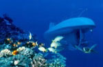 Atlantis Submarine diving in Grand Cayman